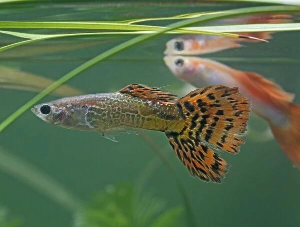 Guppy  /  Millionfish - males- tropical freshwater – variants - originally South & Central America 002750