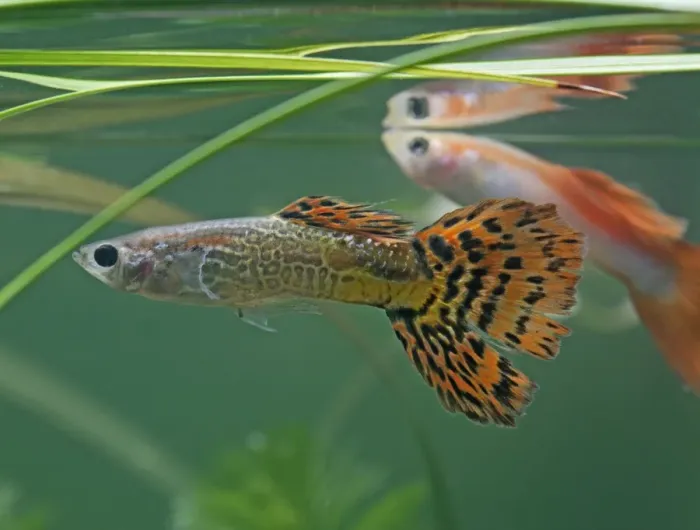 Framed Print : Guppy / Millionfish - males- tropical freshwater – variants - originally South & Central America 002750 Framed Print : Guppy / Millionfish - males- tropical freshwater – variants - originally South & Central America 002750