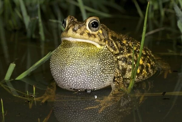 Guttural Toad - male calling in water - Tanzania - Africa
