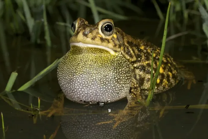 Framed Print : Guttural Toad - male calling in water - Tanzania - Africa Framed Print : Guttural Toad - male calling in water - Tanzania - Africa