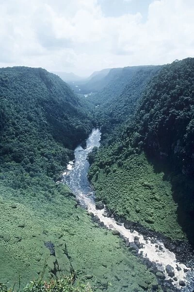 Guyana, South America - Kaieteur Gorge, Primary forest