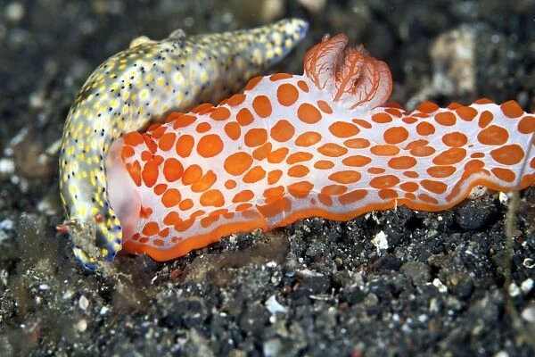 Gymnodoris rubropapulosa (orange spots) is a predatory species which feeds on other nudibranches including its own species - feeding on Hypselodoris infucata - Indonesia