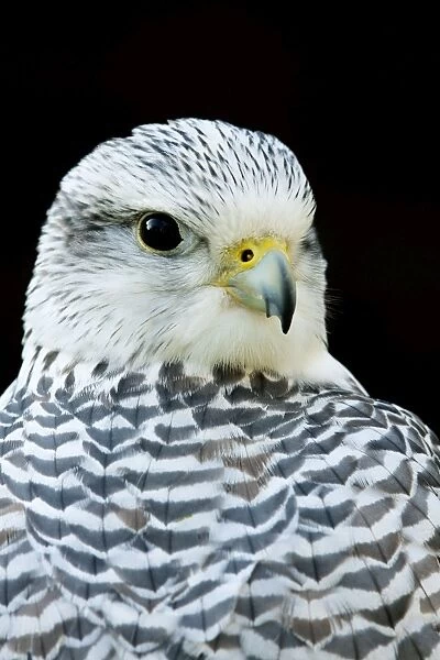 Gyr Falcon - Close up of pale phase adult bird. Gloucestershire, England