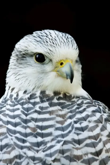 Framed Print : Gyr Falcon - Close up of pale phase adult bird. Gloucestershire, England Framed Print : Gyr Falcon - Close up of pale phase adult bird. Gloucestershire, England