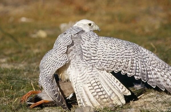 Gyr Falcon - guarding prey