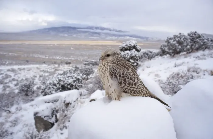 Framed Print : Gyr Falcon - in snow Framed Print : Gyr Falcon - in snow