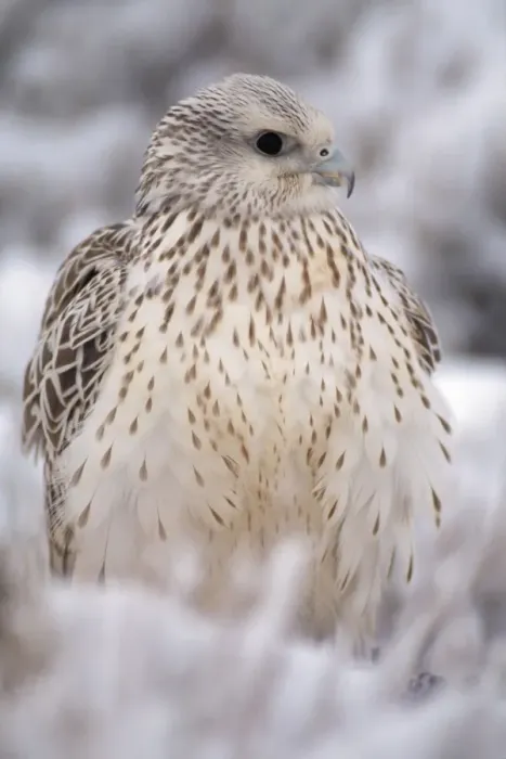 Framed Print : Gyr Falcon - in snow Framed Print : Gyr Falcon - in snow