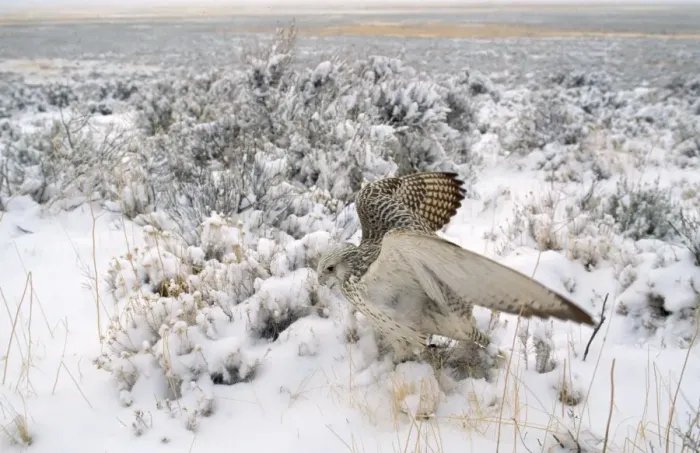 Framed Print : Gyr Falcon - in snow Framed Print : Gyr Falcon - in snow