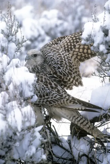 Framed Print : Gyr Falcon - in snow Framed Print : Gyr Falcon - in snow