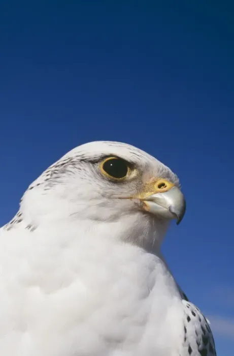 Framed Print : Gyr Falcon White Phase Framed Print : Gyr Falcon White Phase