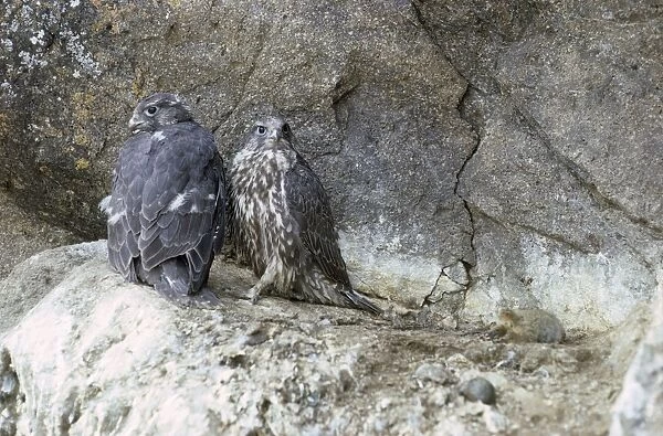 Gyrfalcon  /  Gyr Falcon - young on rock ledge - Alaska