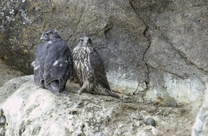 Framed Print : Gyrfalcon  /  Gyr Falcon - young on rock ledge - Alaska