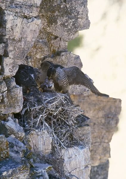 Gyrfalcon - pair at nest on rock ledge