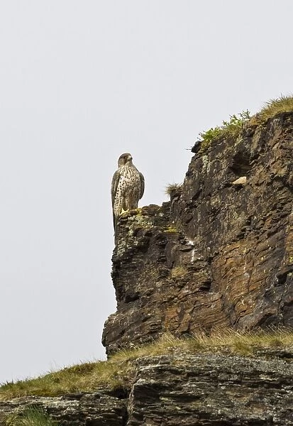 Gyrfalcon - perched on a cliff face along the open Tundra, July, Varanger Fjord, Norway