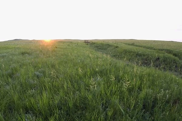 Habitat of Himalayan Marmot and Red-cheeked Souslik - sunrise in steppe - early summer - typical landscape along the river Ural - near Kuvandyk town - Orenburg region - South Russia - June Ku41. 2271