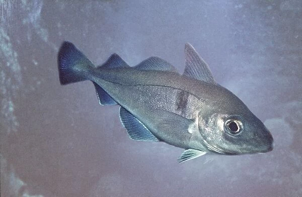 Haddock Fish. North Atlantic