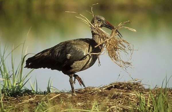 Hadeda Ibis With nest material