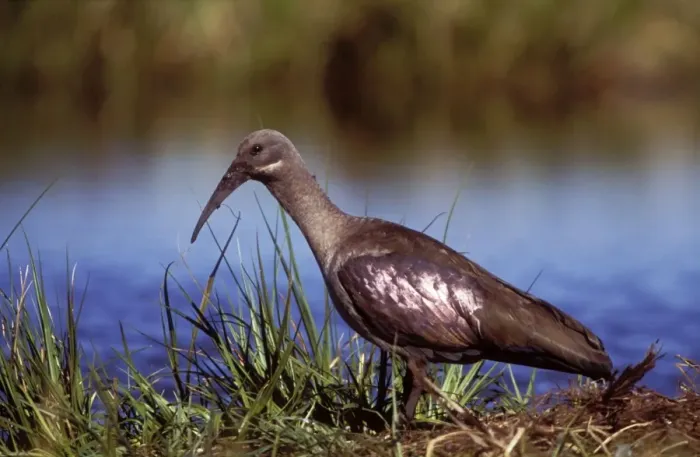 Framed Print : Hadeda Ibis South Africa Framed Print : Hadeda Ibis South Africa