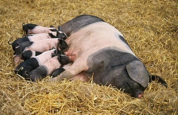 Haellisches Pig - old german breed. Sow with piglets