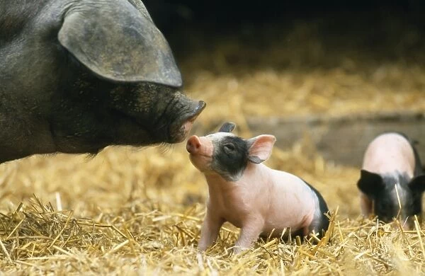 Haellisches Pig - sow with piglet