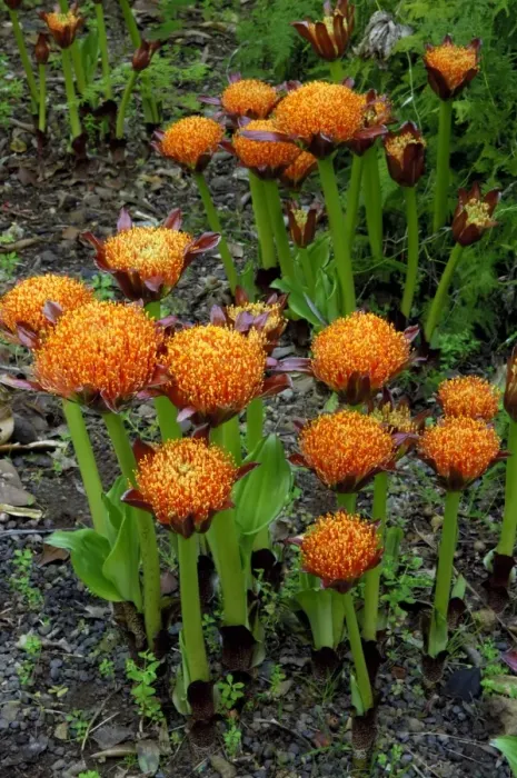 Framed Print : Haemanthus puniceus - Botanical Gardens, Puerto de la Cruz, Tenerife. February Framed Print : Haemanthus puniceus - Botanical Gardens, Puerto de la Cruz, Tenerife. February