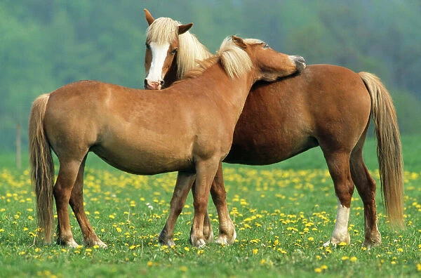 Haflinger Horses - grooming each other