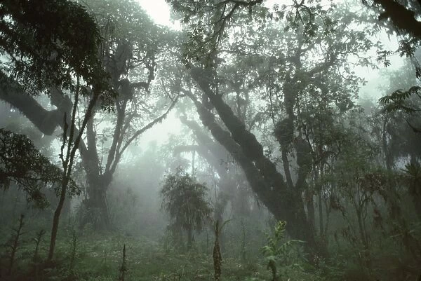 Hagenia Forest, Mountain Gorilla Habitat (Gorilla gorilla beringei), Virunga Volcanoes, Rwanda, Africa
