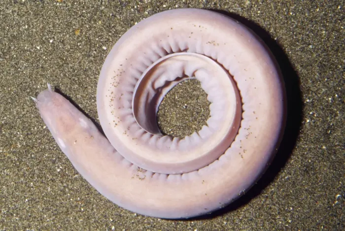 Framed Print : Hagfish - on bottom deep sea. Depth 30 - 3100 feet. Monterey Bay, California, USA Framed Print : Hagfish - on bottom deep sea. Depth 30 - 3100 feet. Monterey Bay, California, USA
