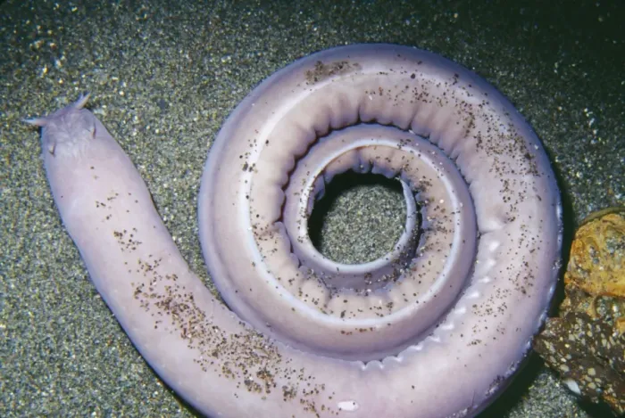 Framed Print : Hagfish KEL 839 Deep sea, depth 30-3100 feet on bottom. Monterey Bay, California. Eptatretus stoutii © Ken Lucas / ARDEA LONDON Framed Print : Hagfish KEL 839 Deep sea, depth 30-3100 feet on bottom. Monterey Bay, California. Eptatretus stoutii © Ken Lucas / ARDEA LONDON