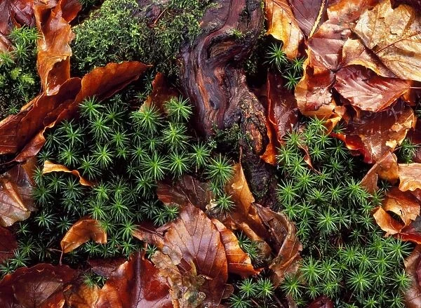 Hair Moss - with Beech leaves Wales, UK