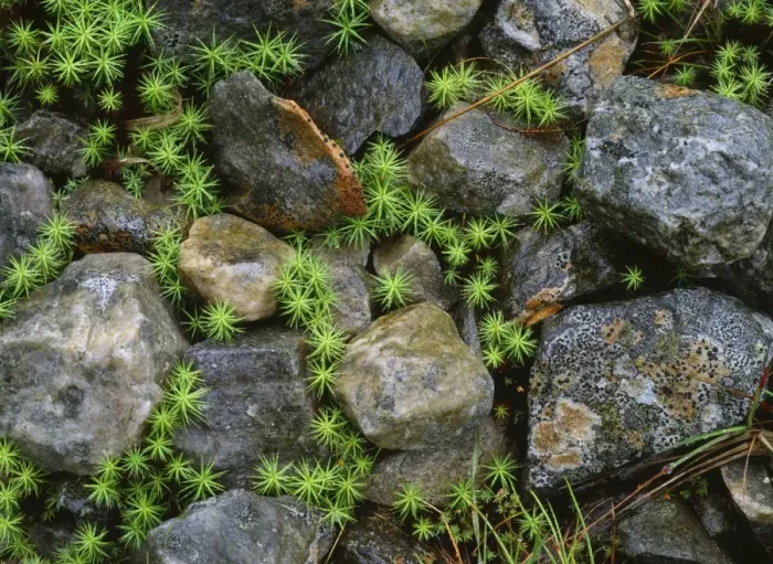 Framed Print : Hair Mosses - among Lichen-covered rocks Glencoe, Scotland Framed Print : Hair Mosses - among Lichen-covered rocks Glencoe, Scotland