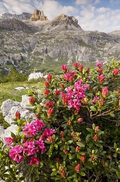 Hairy Alpenrose - on Tre Cime de Lavaredo, Dolomites, Italy