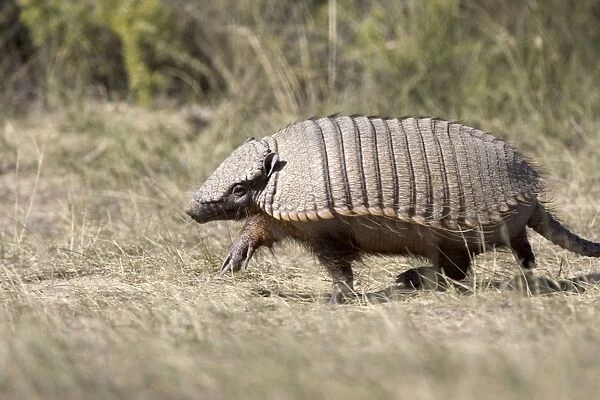 Hairy Armadillo Photographed in Patagonia, Argentina