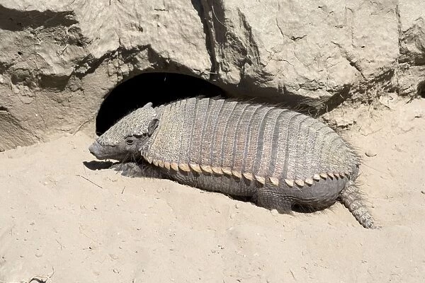 Hairy Armadillo - Resting in mid-day near its den; Valdes Peninsula, Patagonia, Argentina. Range: north Paraguay to Patagonia, Argentina