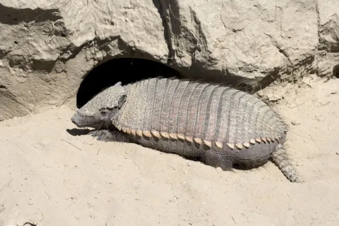 Framed Print : Hairy Armadillo - Resting in mid-day near its den; Valdes Peninsula, Patagonia, Argentina. Range: north Paraguay to Patagonia, Argentina Framed Print : Hairy Armadillo - Resting in mid-day near its den; Valdes Peninsula, Patagonia, Argentina. Range: north Paraguay to Patagonia, Argentina