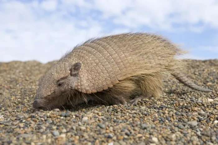 Framed Print : Hairy Armadillo - scavenging on a gravel beach; Valdes Peninsula, Patagonia, Argentina. Range: north Paraguay to Patagonia, Argentina Framed Print : Hairy Armadillo - scavenging on a gravel beach; Valdes Peninsula, Patagonia, Argentina. Range: north Paraguay to Patagonia, Argentina