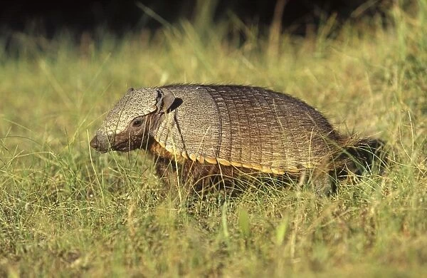 Hairy Armadillo South America: Paraguay to Patagonia, Argentina (Photographed in Patagonia) DY972
