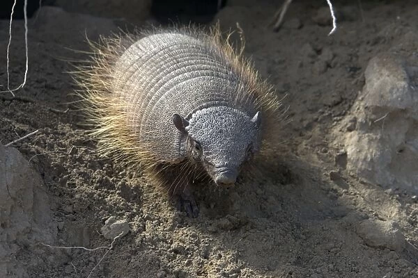 Hairy Armadillo South America: Paraguay to Patagonia, Argentina (Photographed in Patagonia)