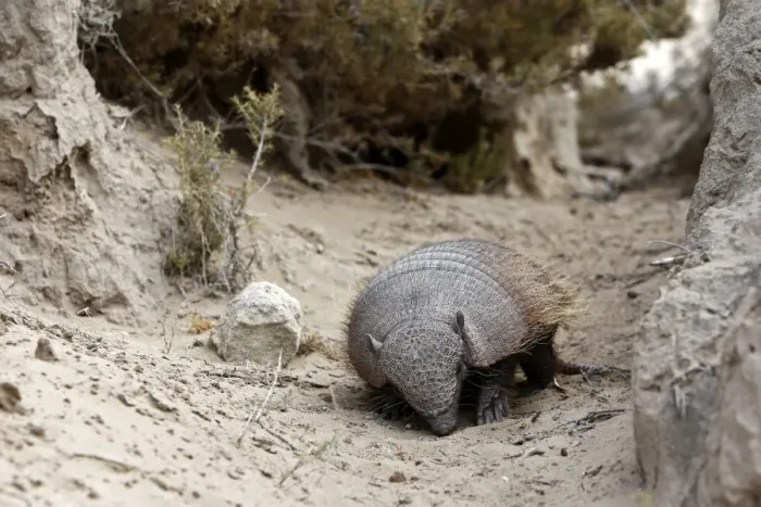 Framed Print : Hairy armadillo. Valdes peninsula - Argentina Framed Print : Hairy armadillo. Valdes peninsula - Argentina
