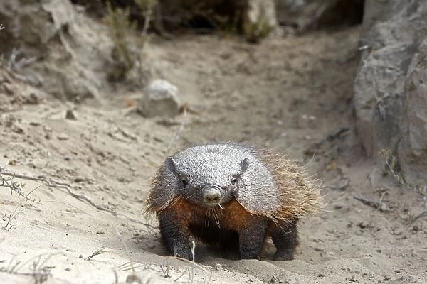 Hairy armadillo. Valdes peninsula - Argentina
