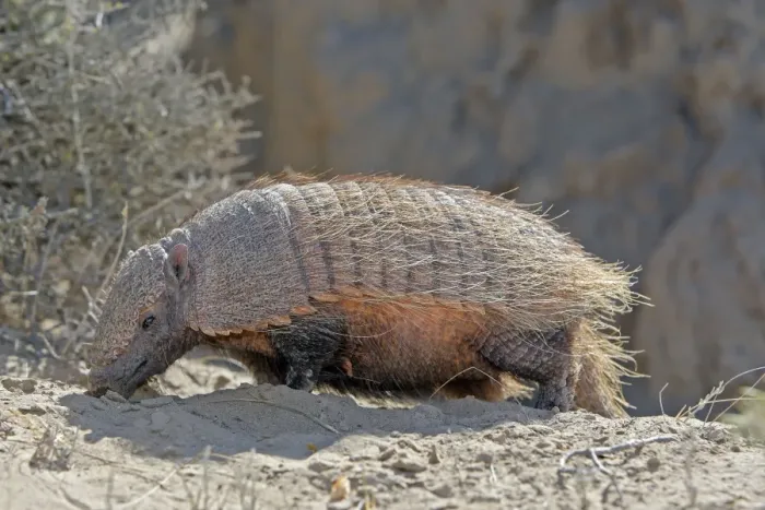 Framed Print : Hairy armadillo. Valdes peninsula - Argentina Framed Print : Hairy armadillo. Valdes peninsula - Argentina