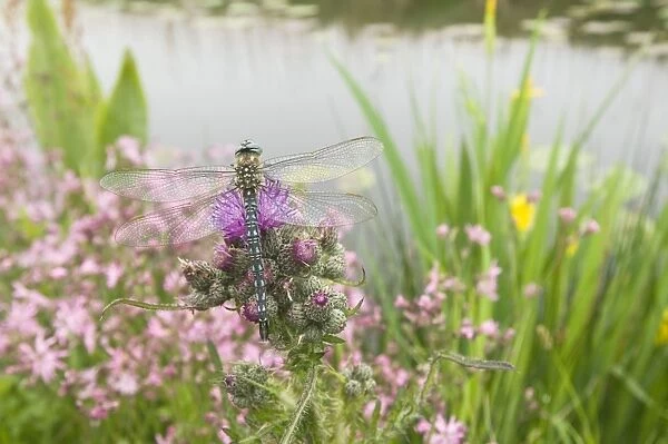 Hairy Dragonfly - Male on marsh thistle - The Netherlands, Overijssel, De Wieden