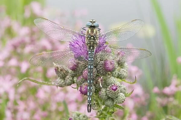 Hairy Dragonfly - Male on marsh thistle - The Netherlands - Overijssel - De Wieden