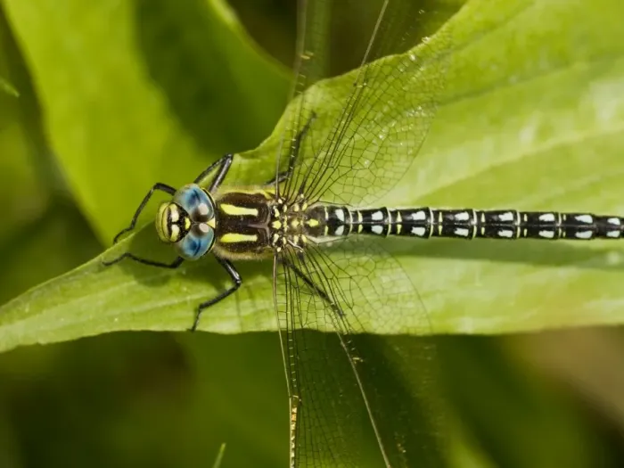Framed Print : Hairy Hawker - male. Estonia Framed Print : Hairy Hawker - male. Estonia