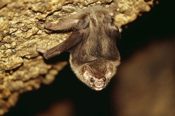Hairy-Legged Vampire Bat NG 1401 Roosting in cave, Sao Paulo State Brazil. Diphylla ecaudata © Nick Gordon  /  ARDEA LONDON