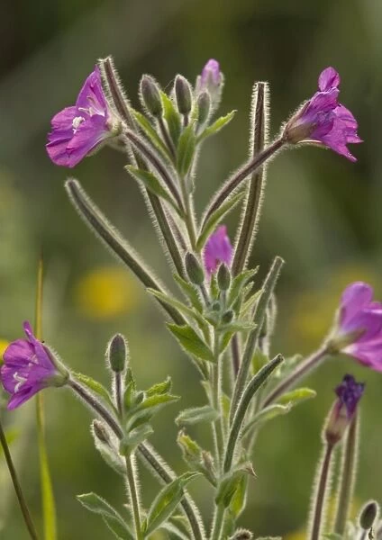 Hairy Willow-Herb