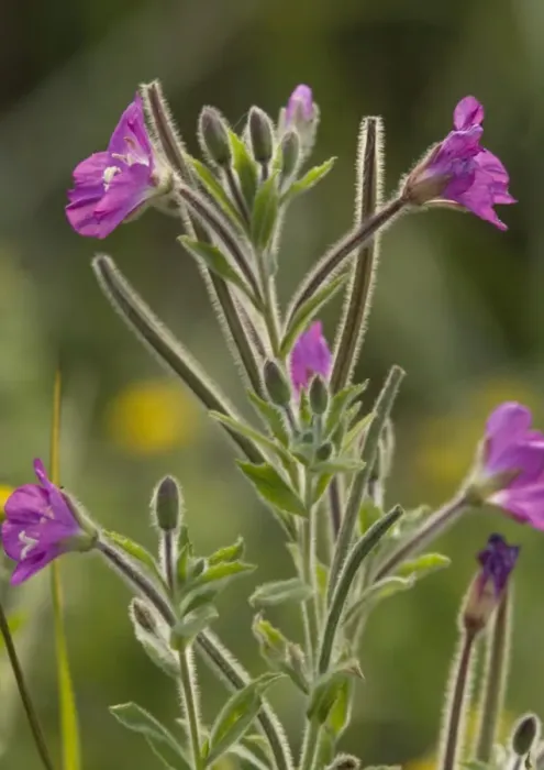 Framed Print : Hairy Willow-Herb Framed Print : Hairy Willow-Herb
