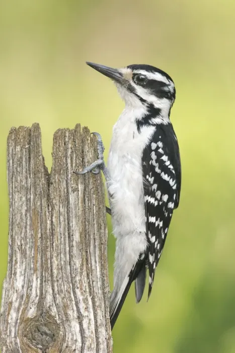 Framed Print : Hairy Woodpecker Framed Print : Hairy Woodpecker
