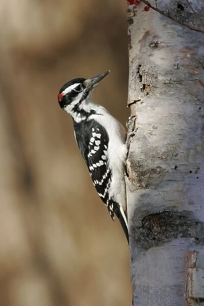 Hairy Woodpecker - male
