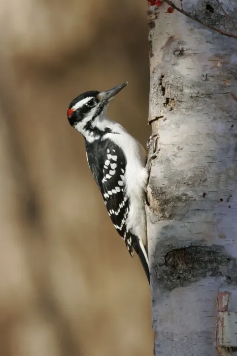 Framed Print : Hairy Woodpecker - male Framed Print : Hairy Woodpecker - male
